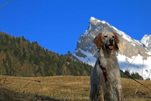 Val di Fassa Pet Friendly: vacanze con gli amici a quattro zampe