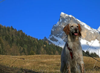Val di Fassa Pet Friendly: vacanze con gli amici a quattro zampe