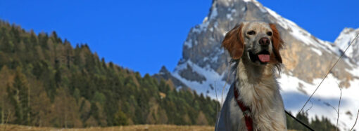 Val di Fassa Pet Friendly: vacanze con gli amici a quattro zampe