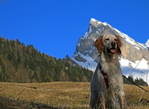 Val di Fassa Pet Friendly: vacanze con gli amici a quattro zampe