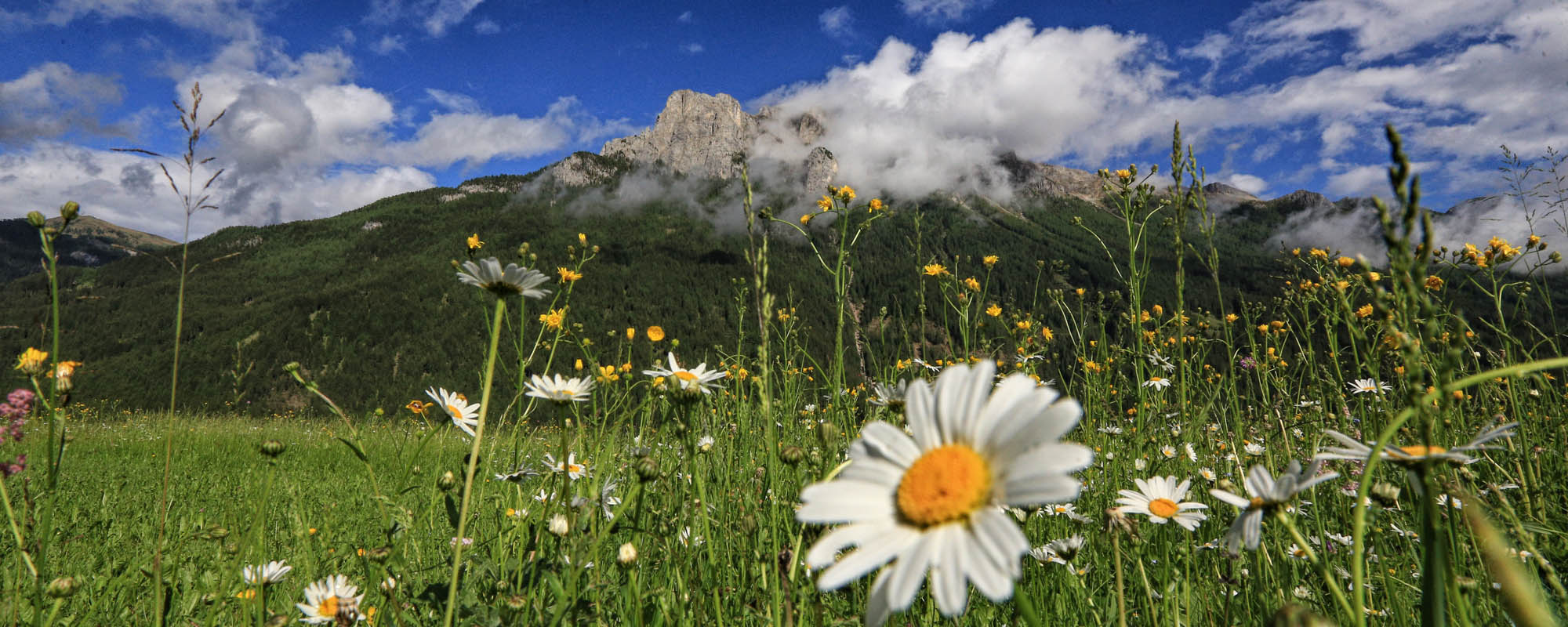 estate_Top2000 estate_Top2000