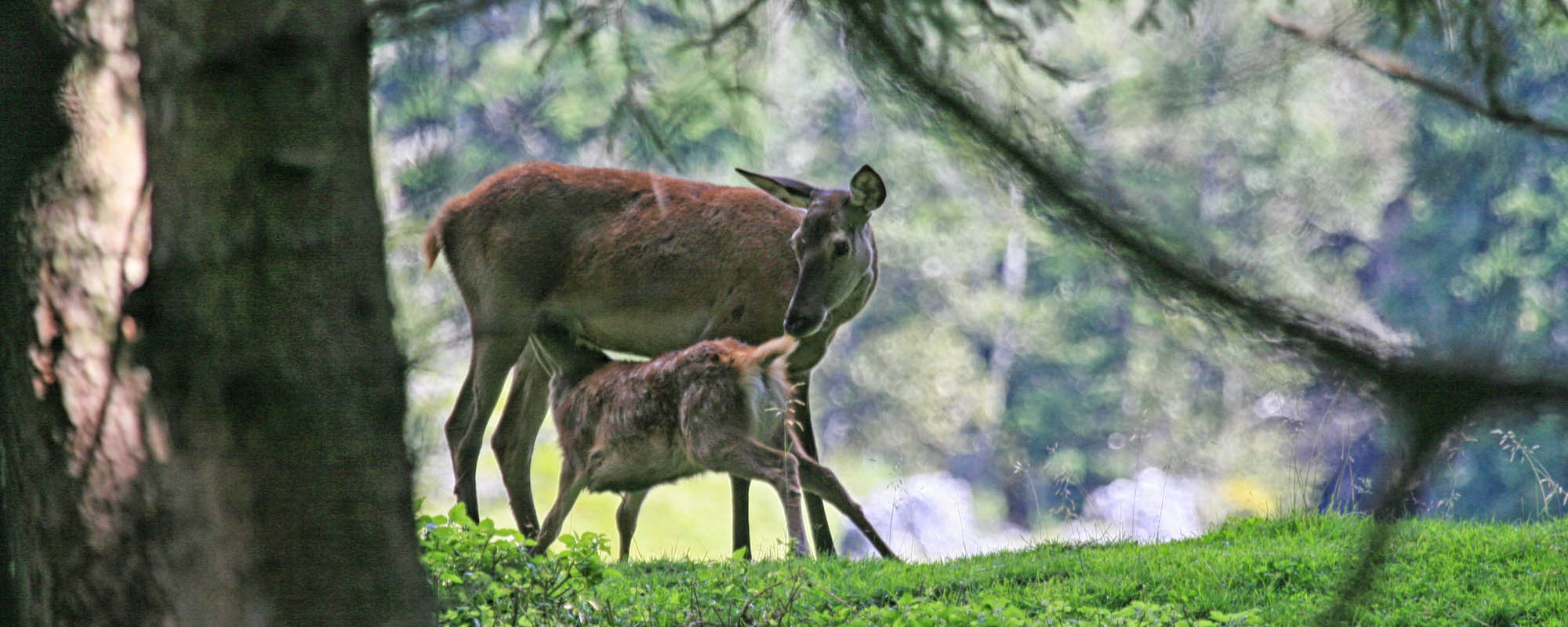 fauna_Top2000 fauna_Top2000