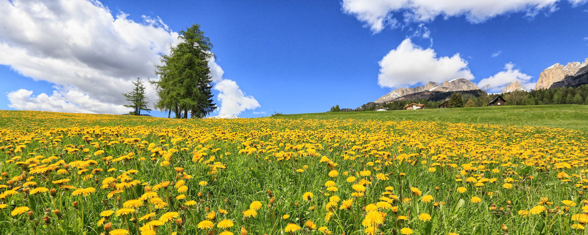 primavera_Top2000 primavera_Top2000